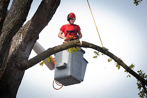 Trusted Cumberland, KY  Tree Services Experts